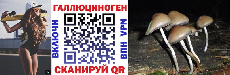 мега онион как найти закладки Новоузенск Галлюциногенные грибы Magic Shrooms